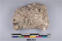 藏品(牡蠣及藤壺化石)的圖片